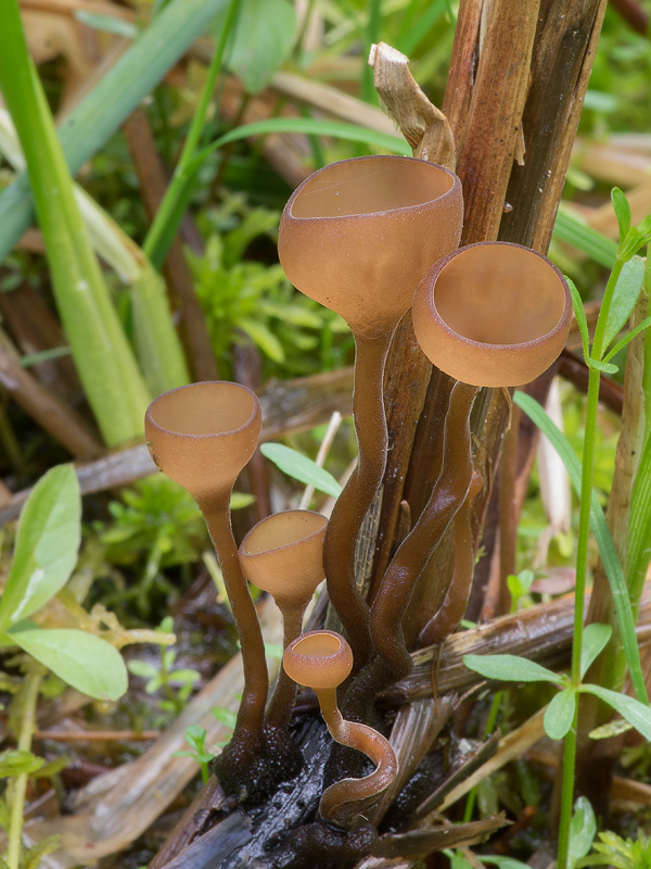 Myriosclerotinia caricis-ampullaceae